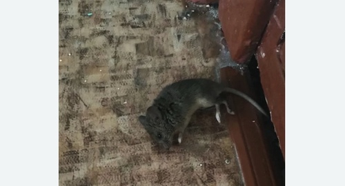 Дезинфекция от мышей в Восточном Измайлово города Москвы